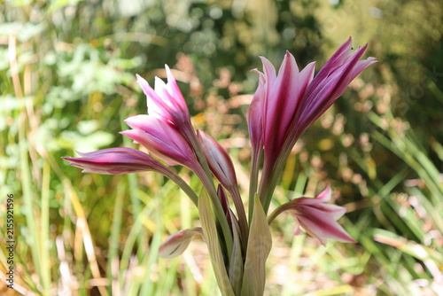 Orange River Lily blossoms, long-stemmed clusters, lily-like flowers, white, pink, darker-pink, red stripes (Crinum-bulbispermum) (macro, close-up, exotic) 6006