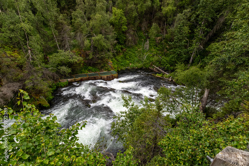 White water flowing past a wooden fish ladder weir surrounded by white spruce Picea glauca forest on the Russian River Alaska USA