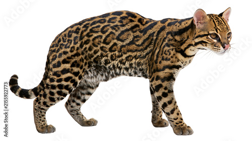 Ocelot wild cat with spotted and striped fur, isolated on transparent background