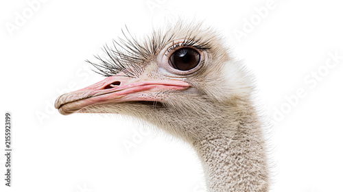 Bild auf Leinwand Close-up profile of an ostrich head with long eyelashes, isolated on transparent