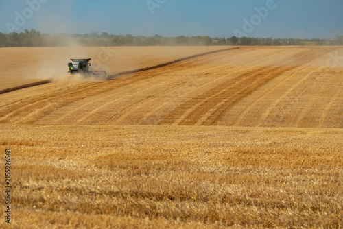 Obraz na plátně Modern combine harvester working in a large ripe wheat field during golden hour