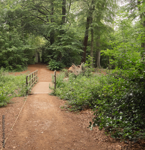 Attractive walk through trees around Lymm Dam, Lymm, Cheshire, UK