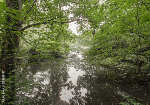 Attractive walk through trees around Lymm Dam, Lymm, Cheshire, UK