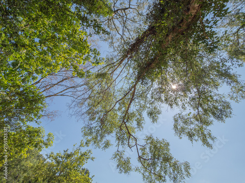 Lovely July summers day at Shackerley Mere , Cheshire, UK