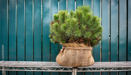commercial plant nursery inventory featuring a tree root ball as a burlap wrapped tree in a wire basket on a metal bench