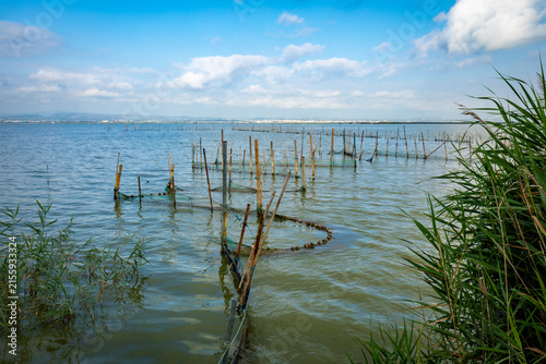 A close-up of the reed beds in La Albufera Nature Park, Valencia, Spain