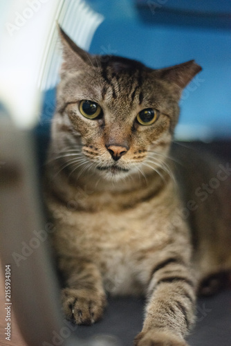 Sick Cat Sitting Inside Carrier For Vet Looking Into Camera