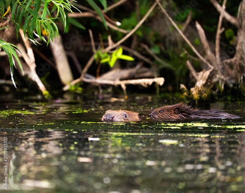 Konstfotografi Beaver chewing on branches and leaves along the riverside
