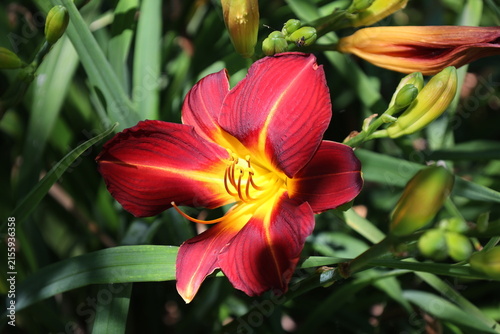 Foto vibrant red daylily blossom, deep crimson petals, glowing star-shaped yellow-to-