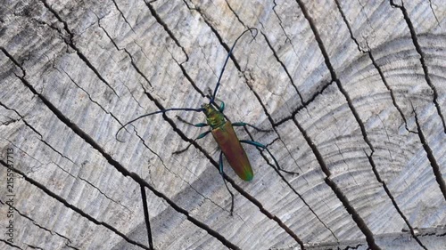 Musk beetle, Aromia moschata, perched on a dried-out stump, a colorful beetle with large antennae