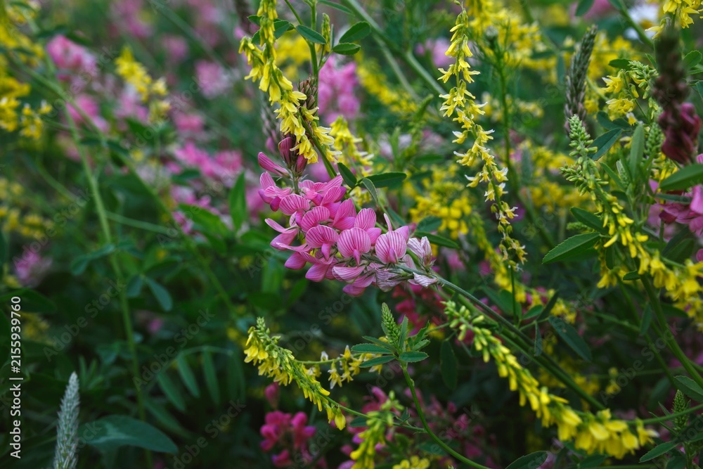 Obraz premium Purple and yellow wildflowers closeup blooming in meadow 