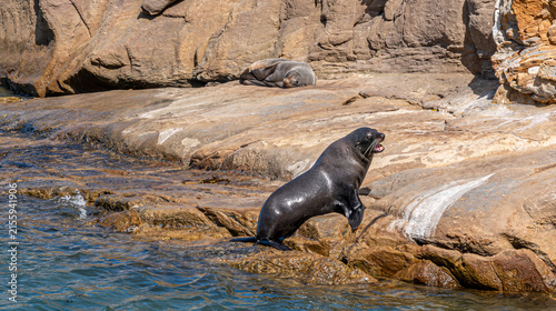 Photography Neuseelaendischer Seebaer Arctocephalus forsteri klettert aus dem Meer bei Shag