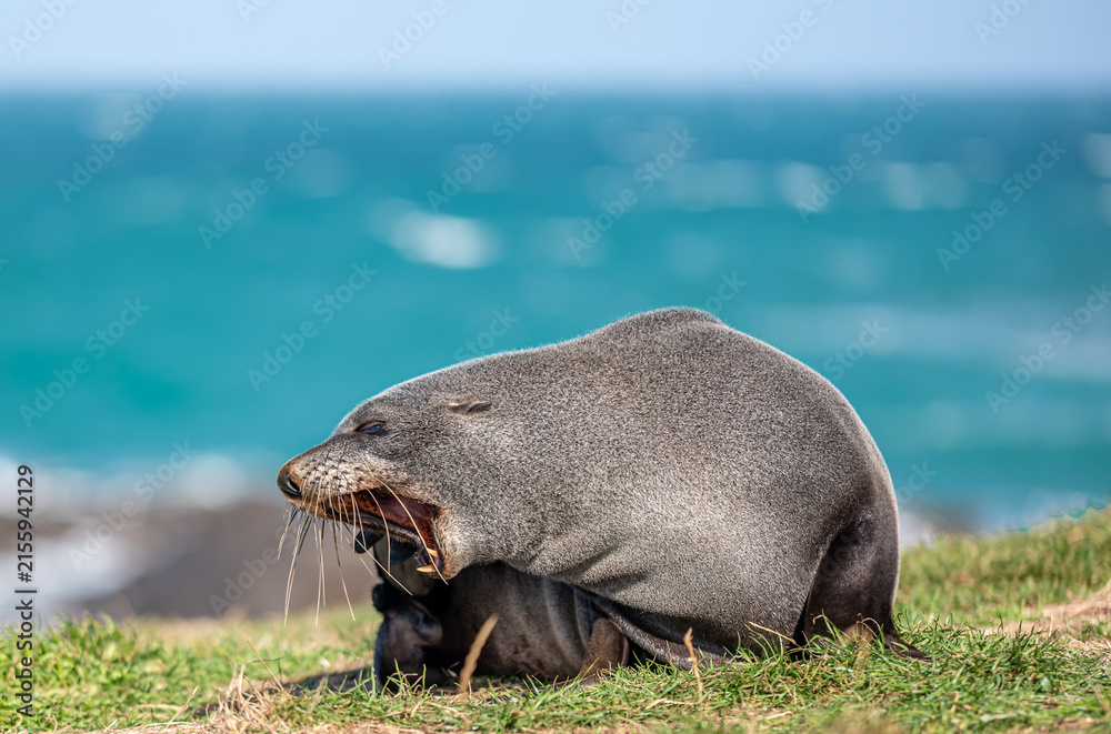 Obraz premium Neuseelaendischer Seebaer Arctocephalus forsteri auf Gruenflaeche am Katiki Point Neuseeland
