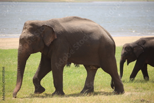 Photography Elephant walks along the grassy shore of a lake in a national park