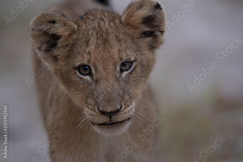 Canvas Print African lion cub