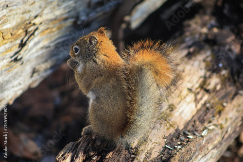 Red Squirrel Eating on a Fallen Log in Winter Forest