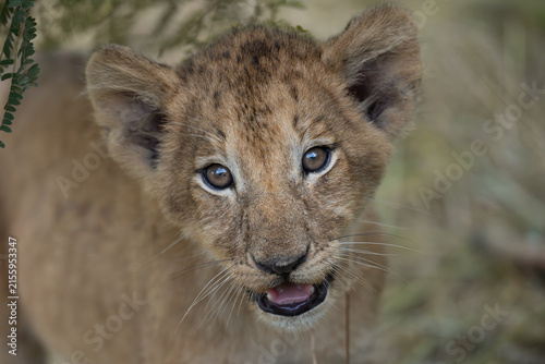 Canvas Print African lion cub