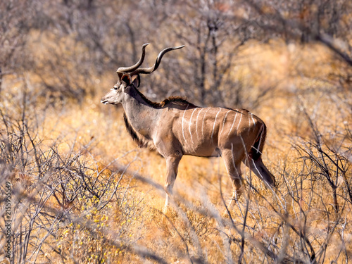 Obraz na plátně The impressive antlers of a greater kudu (Tragelaphus strepsicoeros), photographed in Etosha National Park