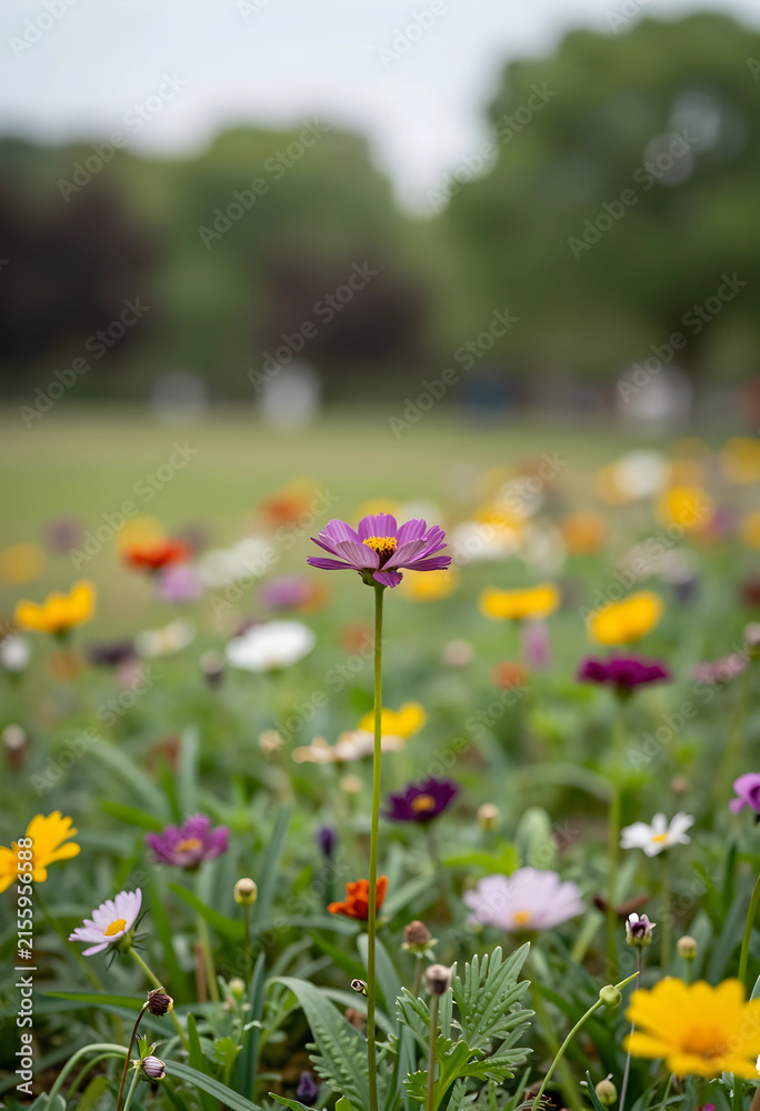 Obraz premium Purple cosmos flower standing tall in a vibrant meadow of colorful wildflowers, natural beauty and spring season