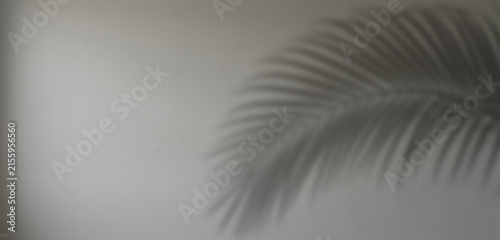Soft palm leaves shadow on grey wall background