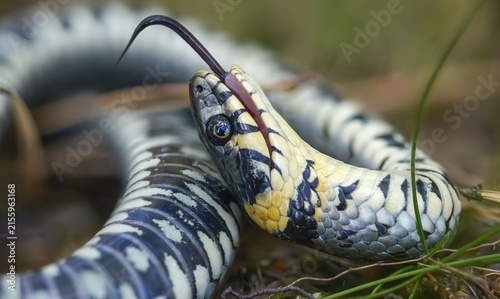 Grass snake, Natrix Natrix, grass snake, fright, thanatosis, death reflex, apparent death, reptilia, reptilia, ringed snake, snakes, snakes, water snake