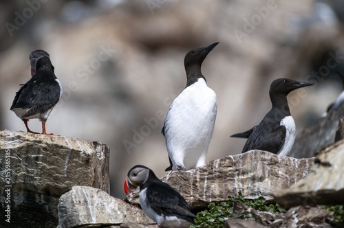 Common guillemot, common murre, Norway, idiot, Uria eel, varanger, alcidae, alkenbirds, birds, lummen, uria, birds