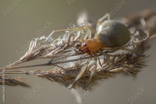 Nurse's thorn finger, arachnida, cheiracanthium punctorium, thorn finger, arachnids, spiders, yellow sac spider