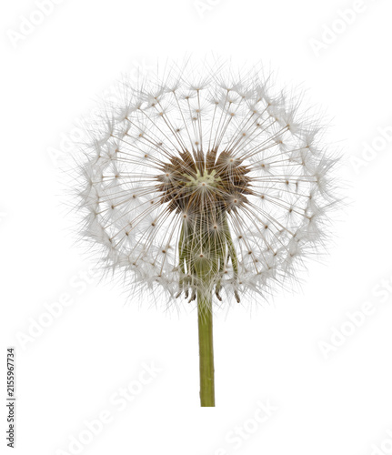 Canvastavla Delicate dandelion seed head ready to disperse its fluffy parachutes on the wind