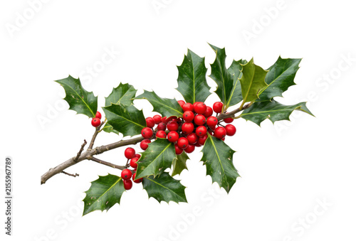 Fotografie Branch of holly with vibrant red berries and glossy green leaves on white backgr