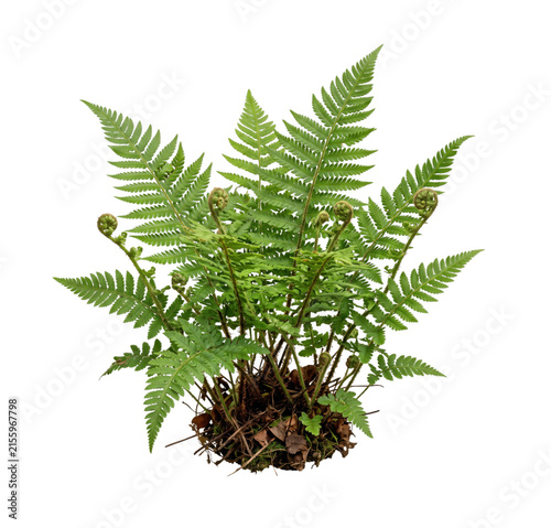 Vibrant green fern fronds unfurling with coiled fiddleheads on a white background