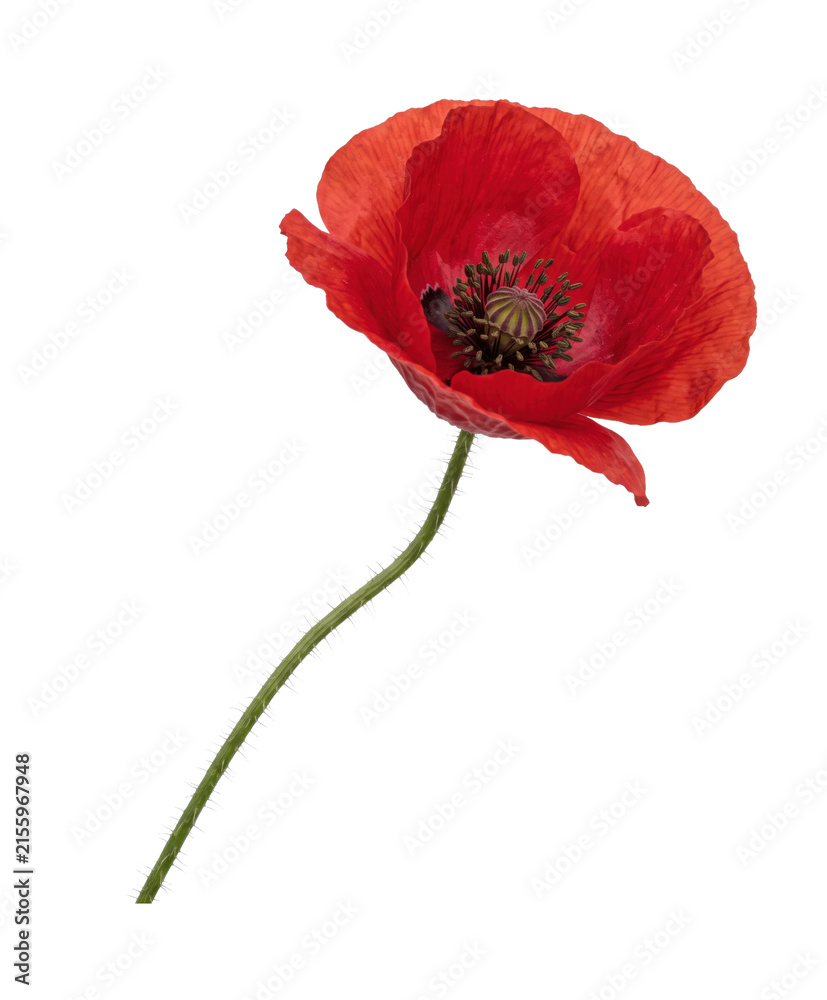 Obraz premium Vibrant red poppy flower with delicate petals and a fuzzy stem on white