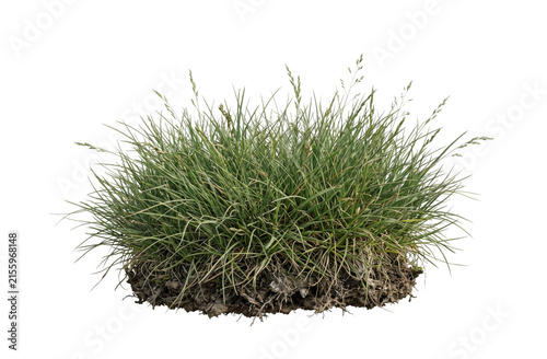 A clump of green grass with visible roots and soil on a white background