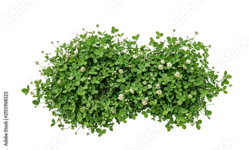 Abundant white clover patch with small delicate blossoms and lush green leaves