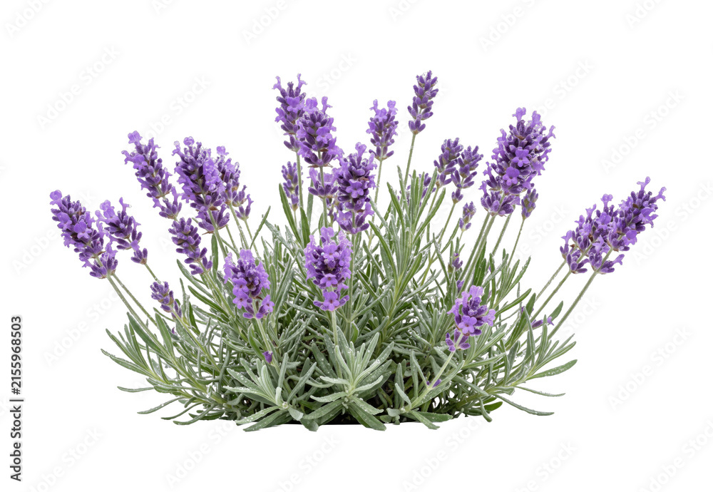 Fototapeta premium A lush bush of fragrant purple lavender flowers with green foliage and water droplets