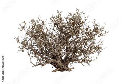 Cuadro en lienzo Gnarly, ancient desert shrub with intricate, twisted branches and dry leaves