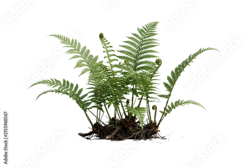 Fotografie Green fern plant with visible roots and unfurling fronds on a white background