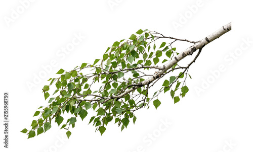 Quadro su tela Birch tree branch with green leaves and catkins on a white background