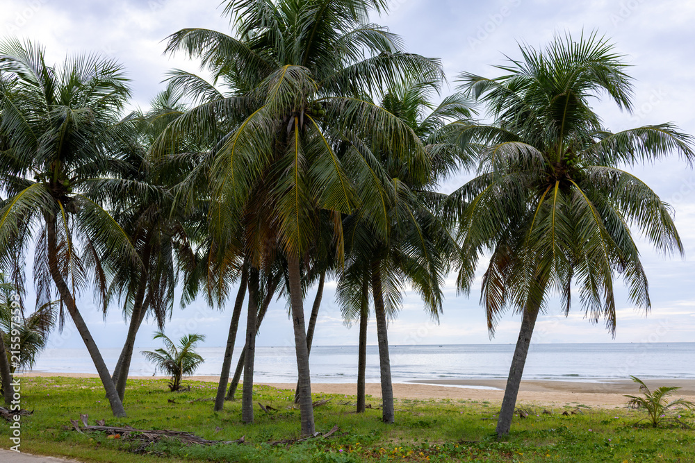 Fototapeta premium Tropical Coconut Palm Trees on a Sandy Beach under a Cloudy Sky,A scenic view of a cluster of tall coconut palm trees (Cocos nucifera) lining a sandy beach with lush green vegetation in the foreground