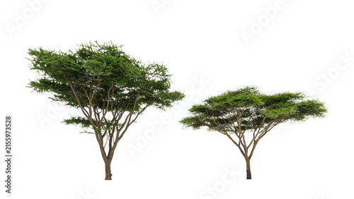 Two Lush Green Acacia Trees With Spreading Flat Canopies Isolated On A Plain White Background For Natural Landscape Design Projects