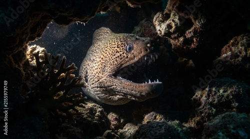 Close-up of a Moray Eel with open mouth amidst coral reef