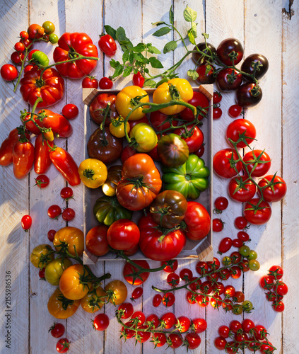 Harvested colorful heirloom tomatoes on rustic wooden table