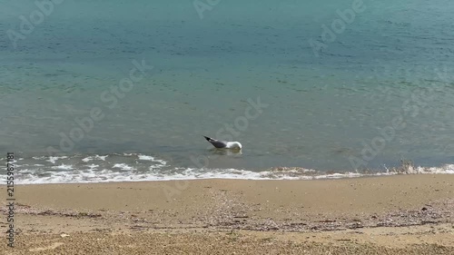 Seagull calmly bobbing on small coastal waves near the sandy shore creating a peaceful marine wildlife scene. High quality 4k footage