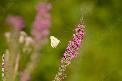 Small white butterfly flying beside a tall purple loosestrife flower spike against a softly blurred green background