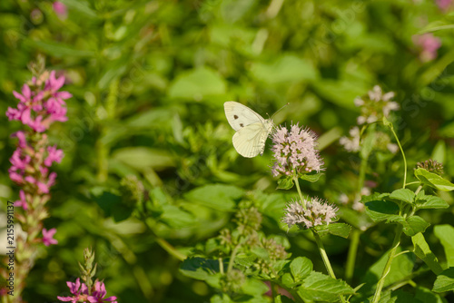 Small white butterfly feeding on nectar from a pale pink mint flower surrounded by lush green vegetation