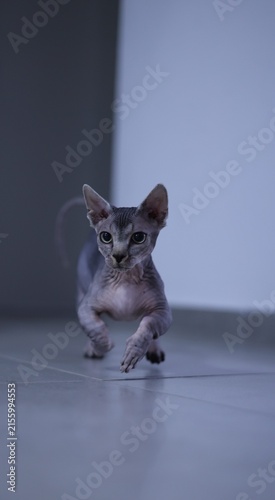 Canvastavla cat and mouse