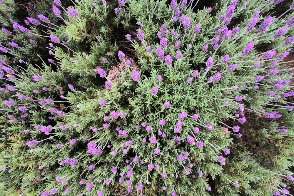Obraz premium close up of lavender flowers