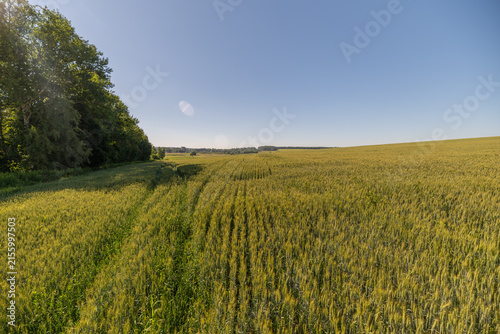 Photography Golden wheat field stretches endlessly under a bright blue sky with a gentle bre
