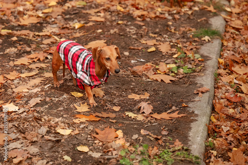 Quadro su tela Dachshund explores a forest path covered in autumn leaves while wearing a checke