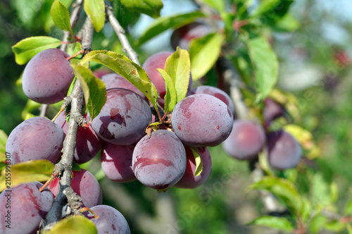 closeup of growing and ripening organic plums (cherry-plum) on a tree