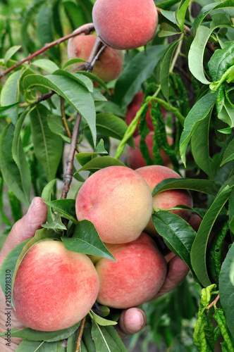 gardener's hand showing condition of the growing peaches in the garden in summer day